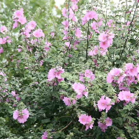 Les Demeures De La Laigne 4*