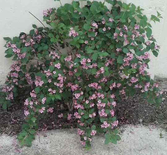 Les Demeures De La Laigne Bed & Breakfast