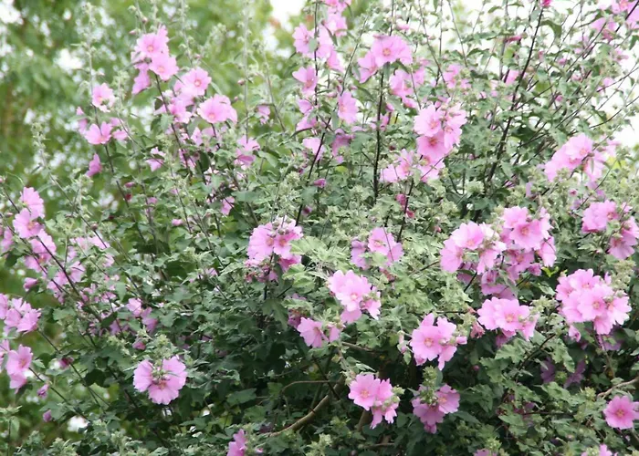 Les Demeures De La Laigne 4*